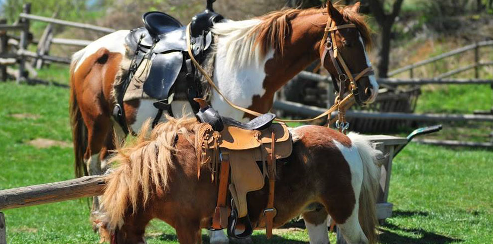 Horse riding Romania